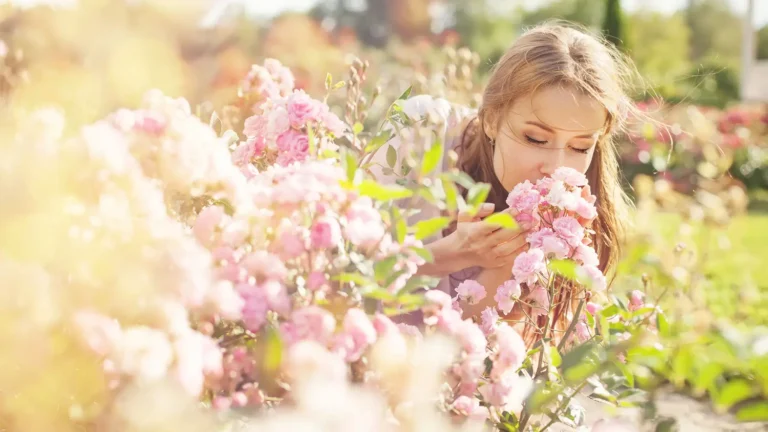 Illustration de la pyramide olfactive avec les notes de tête, de cœur et de fond d'un parfum Mihi, symbolisant l'art de la parfumerie.